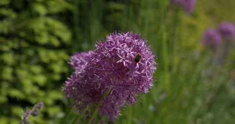 A Bee On A Purple Flower Stock Footage 242490144