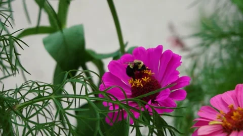 Bee on a purple flower 動画素材 268136563