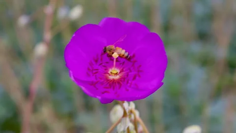 Bee on Purple Flower Stock Footage 276249486
