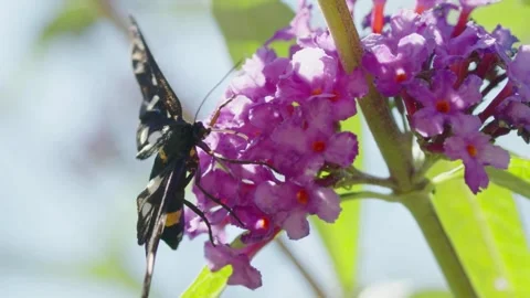 A bee on a purple flower Stock Footage 278746972