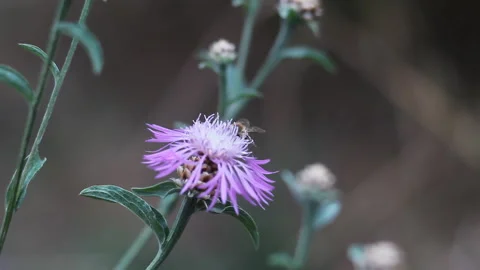 Bee On A Purple Flower Stock Footage 315367224