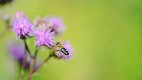 Bee on a purple flower of milk thistle flowers in field. Slow motion, 4k video. Stock Footage 279893876