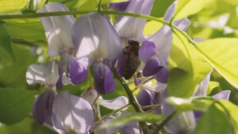 Bee on Purple Flower Moving Among Blossoms and Green Foliage Stock Footage 335983214
