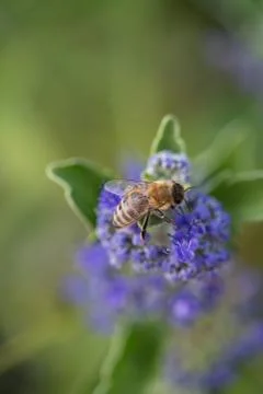 A bee on a purple flower Stock Photos