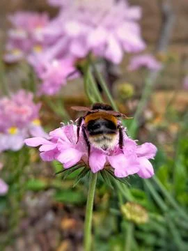 A bee on a purple flower Stock Photos