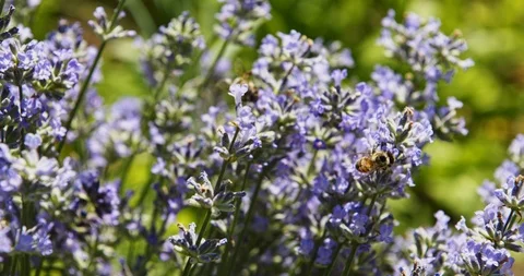 Bee on purple flowers Stock Footage 109545785