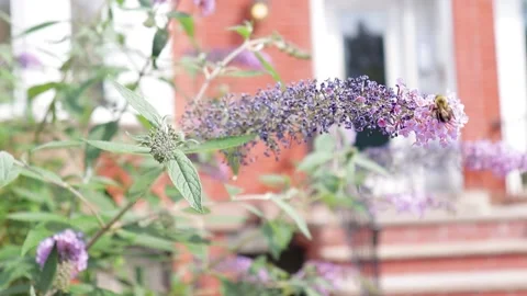 Bee on Purple Flowers Video stock 169203430