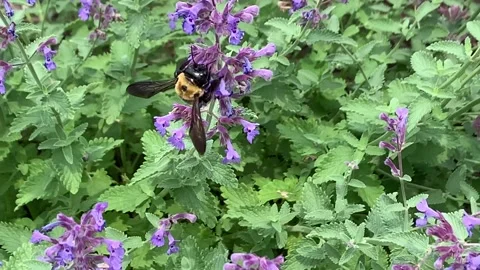 Bee on a Purple Flowers Stock Footage 241534962
