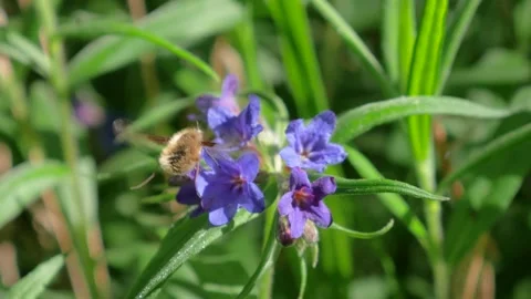 Bee on purple forest flowers Stock Footage 186938697