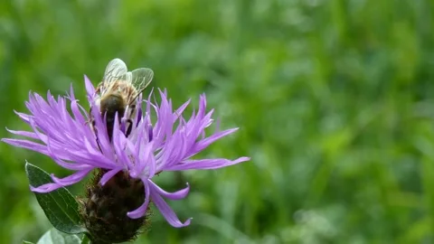 Bee on a purple knapweed Centaurea Stock Footage 172298937