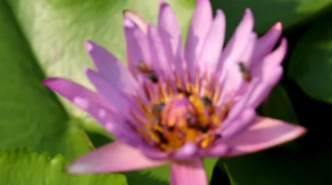 Bee on purple lotus as background Stock Footage 36332644