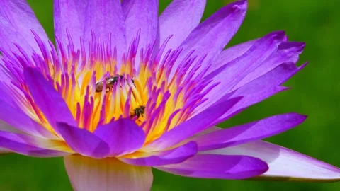 Bee purple lotus Stock Footage 134633362