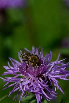 Bee on a purple prickly plan close up, macro Foto stock