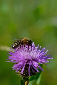 Bee on a purple prickly plan close up, macro Stock Photos