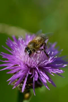Bee on a purple prickly plan close up, macro Foto stock