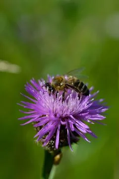 Bee on a purple prickly plan close up, macro Stock Photos