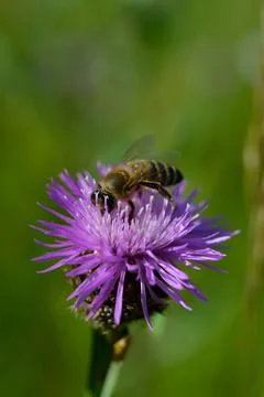 Bee on a purple prickly plan close up, macro Stock Photos