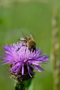 Bee on a purple prickly plan close up, macro Stock Photos