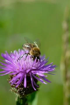 Bee on a purple prickly plan close up, macro Stock Photos