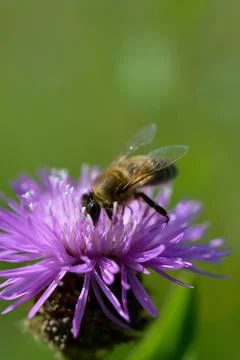 Bee on a purple prickly plan close up, macro Stock Photos