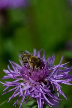 Bee on a purple prickly plan close up, macro Stock Photos