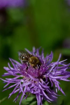 Bee on a purple prickly plan close up, macro Stock Photos