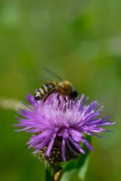 Bee on a purple prickly plan close up, macro Stock Photos