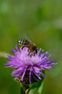 Bee on a purple prickly plan close up, macro Stock Photos