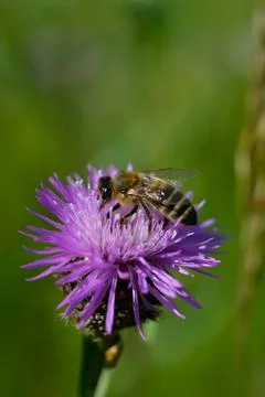 Bee on a purple prickly plan close up, macro Stock Photos