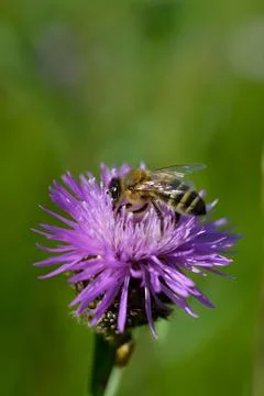 Bee on a purple prickly plan close up, macro Stock Photos