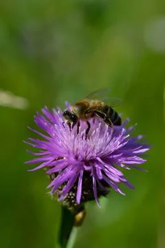 Bee on a purple prickly plan close up, macro Stock Photos