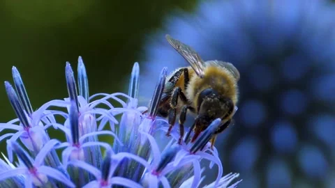A  bee on a purple thistle flower, Stock Footage 309187850