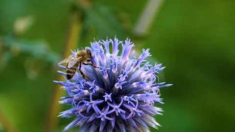 A  bee on a purple thistle flower, Stock Footage 309188048