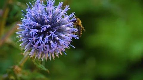 A  bee on a purple thistle flower, Stock Footage 309188058
