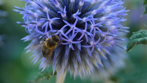 A  bee on a purple thistle flower, Stock Footage 309188088