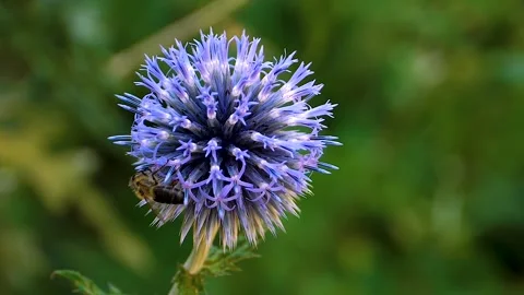 A  bee on a purple thistle flower, Stock Footage 309188091