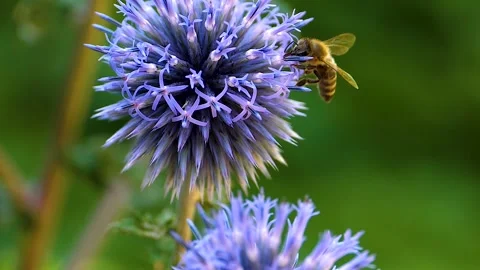 A  bee on a purple thistle flower, Stock Footage 309188126