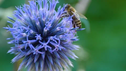 A  bee on a purple thistle flower, Stock Footage 309188193