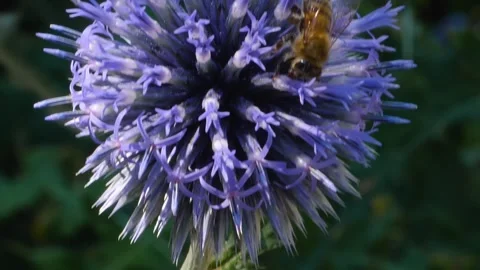 A  bee on a purple thistle flower, Stock Footage 309188248