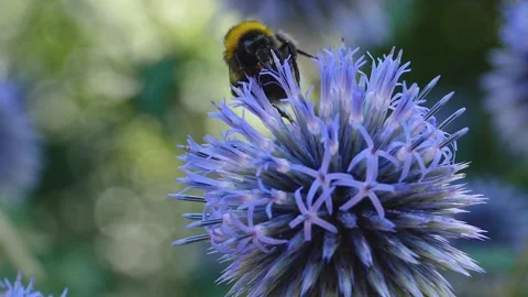 A  bee on a purple thistle flower, Stock Footage 309188337