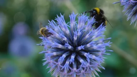 A  bee on a purple thistle flower, Stock Footage 309188347