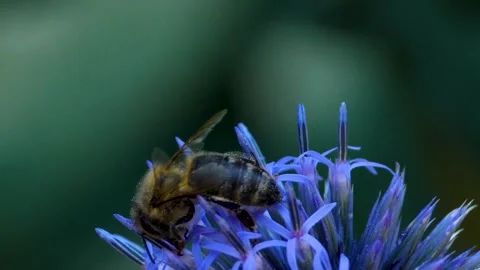 A  bee on a purple thistle flower, Stock Footage 309189744