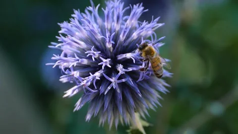 A  bee on a purple thistle flower, Stock Footage 309189765