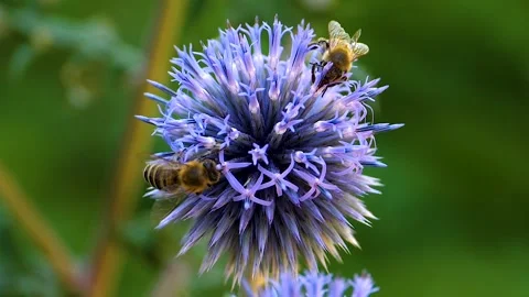 A  bee on a purple thistle flower, Stock Footage 309189780