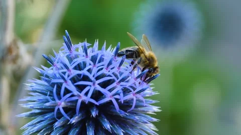 A  bee on a purple thistle flower, Stock Footage 309190026