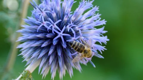 A  bee on a purple thistle flower, Stock Footage 309190028