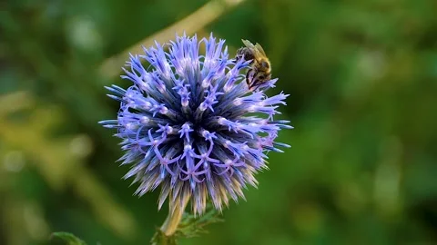A  bee on a purple thistle flower, Stock Footage 309190029