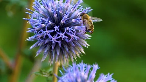 A  bee on a purple thistle flower, Stock Footage 309190030