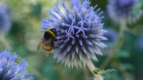 A  bee on a purple thistle flower, Stock Footage 309190307