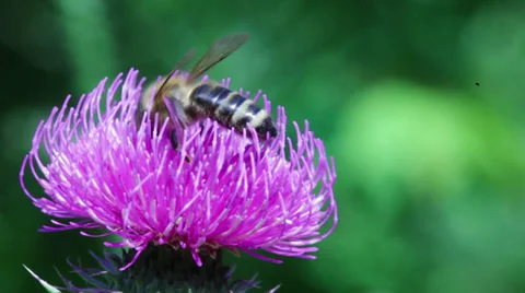 Bee on purple thistle Stock Footage 27502728